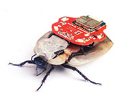 Robot roach