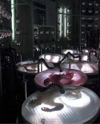 Clones in development